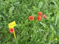 Pavot coquelicot