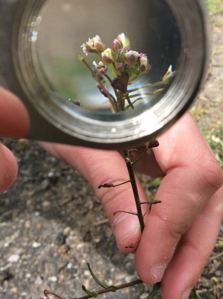 Les 6èmes à la rencontre des plantes sauvages des rues