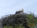 DSCN4593